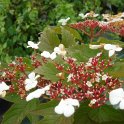 Viburnum sargentii 'Onondaga'
